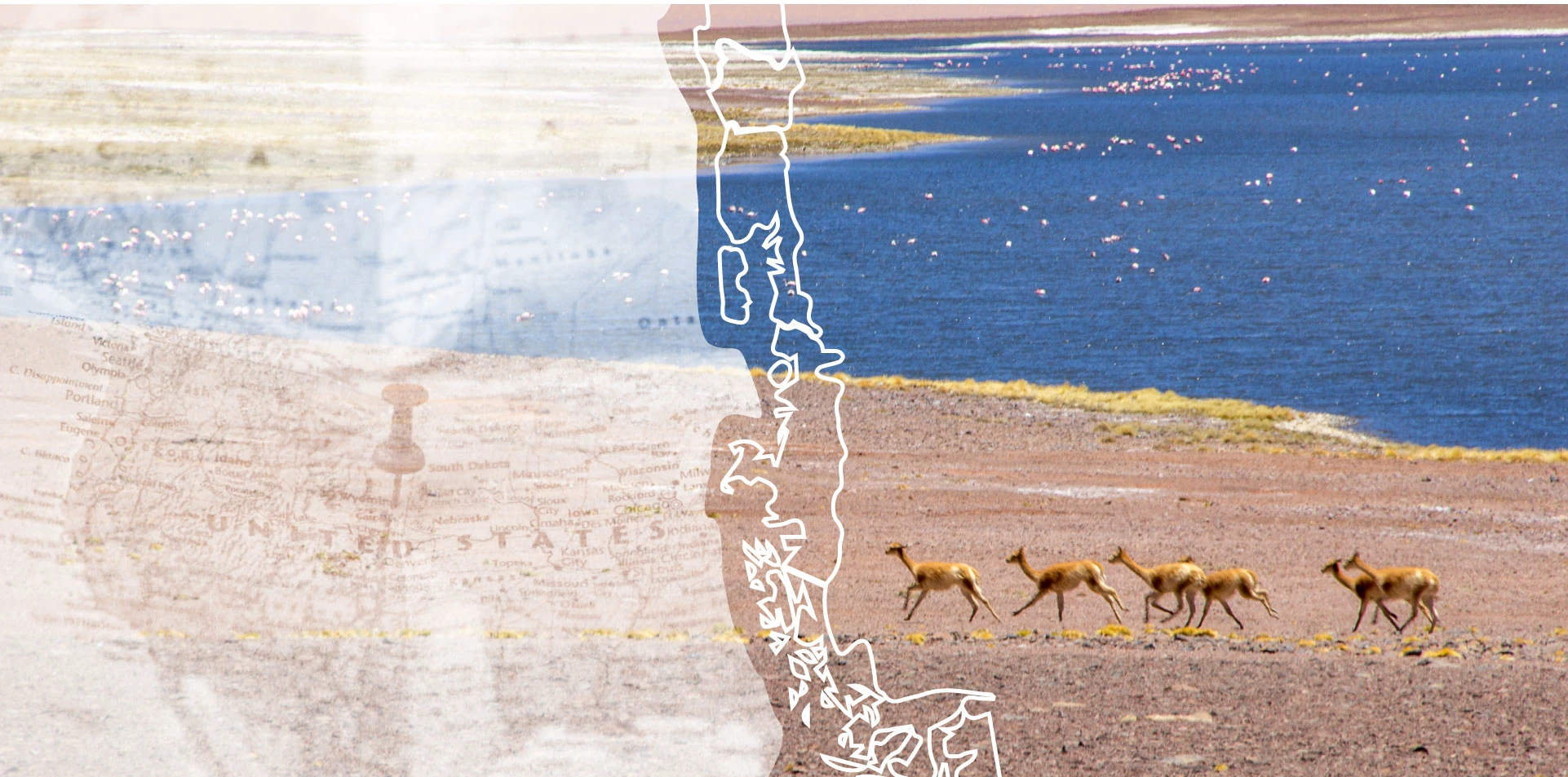 guanacos running in the altiplano