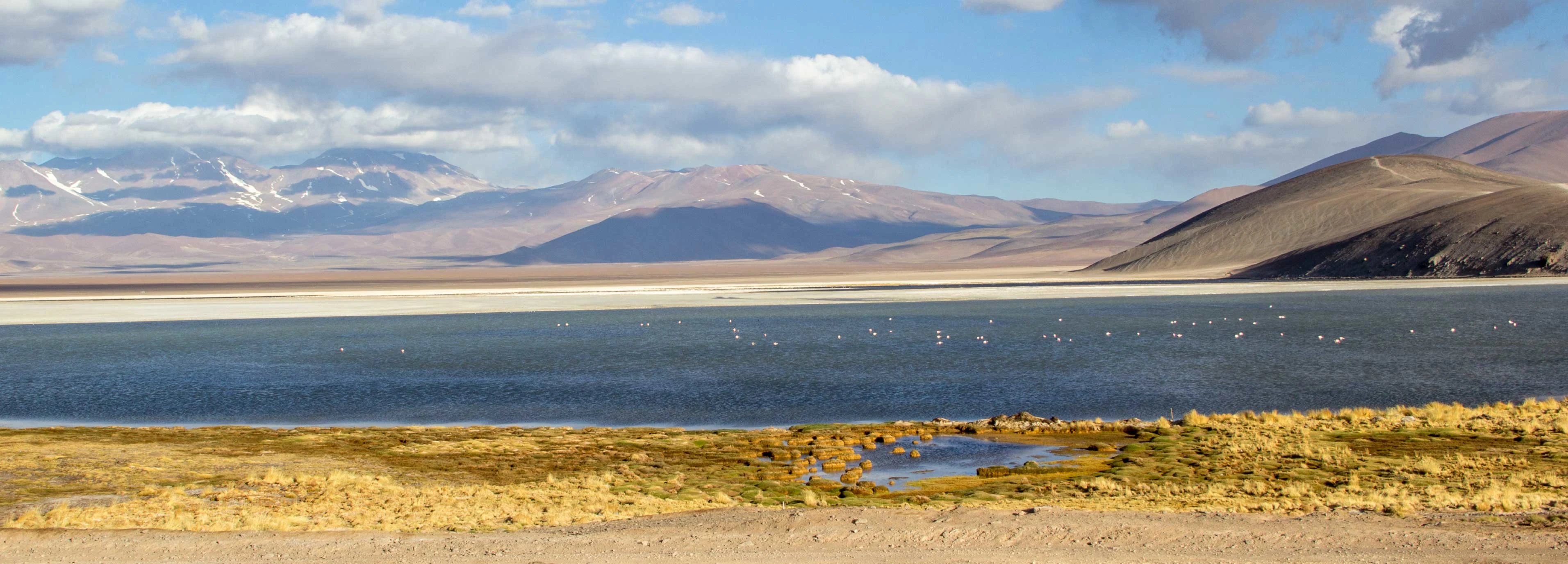 Lagoon in the altiplano with flamingos