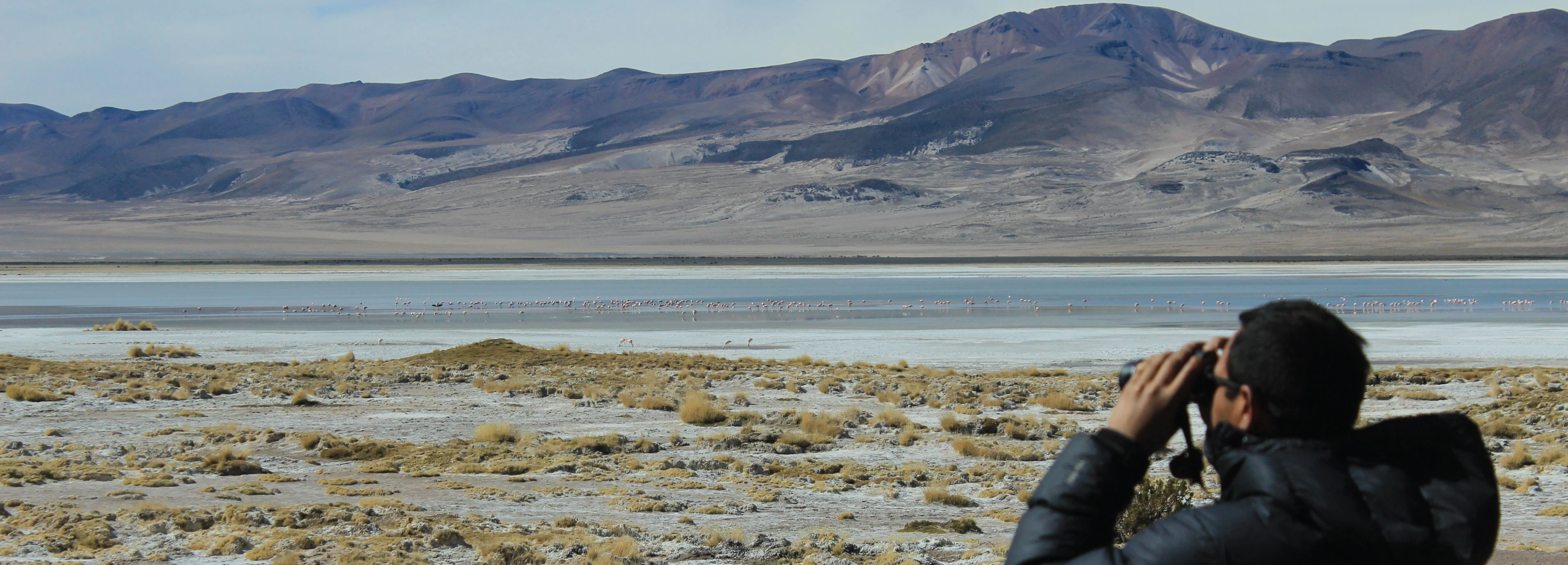 Birdwatching in the altiplano